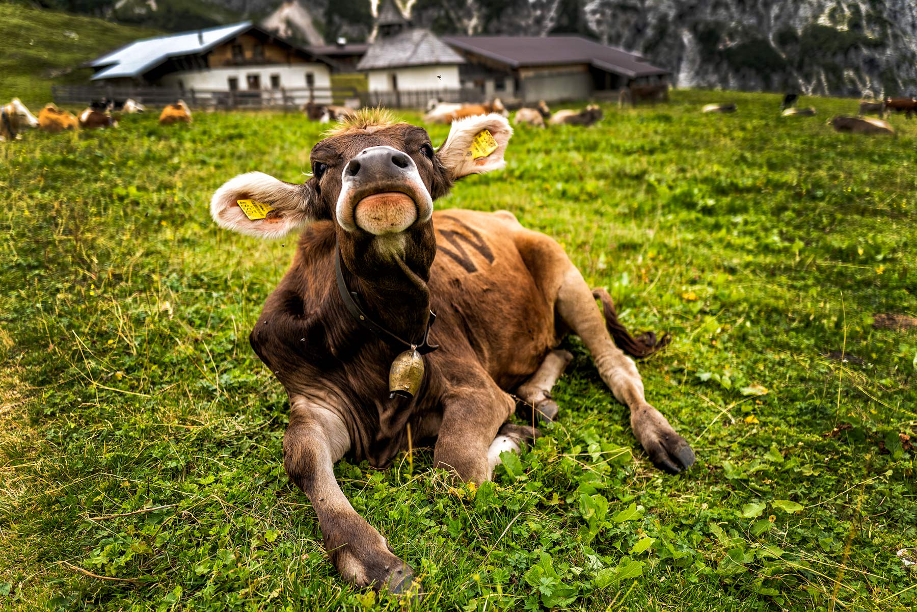 Die Alpen Wandern, Skifahren und Genuss