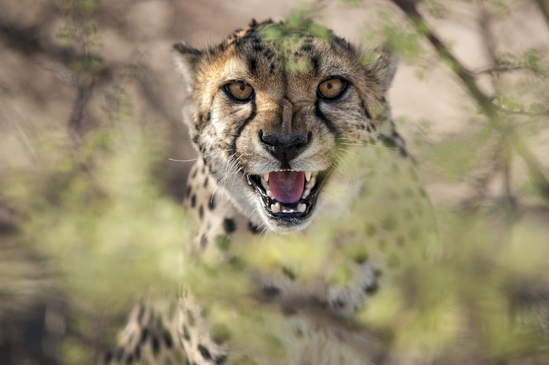 Namibia, Sterne des Südens Von Windhoek Richtung Süden